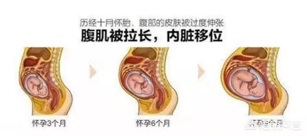 人体内部构造图小肚子:怀孕之后妈妈的内脏被挤到哪里去了，会不会变小啊？