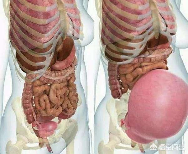 人体内部构造图小肚子:怀孕之后妈妈的内脏被挤到哪里去了，会不会变小啊？